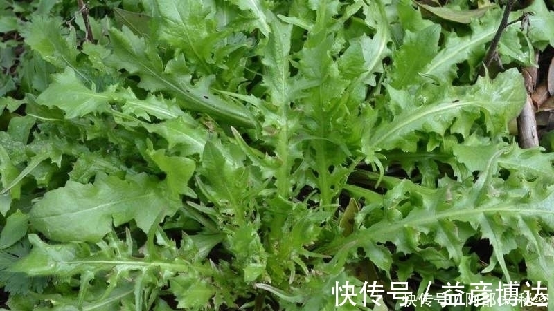 红背菜|农村4种常见野菜,殊不知强身补男,比名贵药材好,见到别踩死