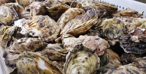长相明明一模一样,为啥一个叫生蚝一个叫牡蛎原来有这种区别