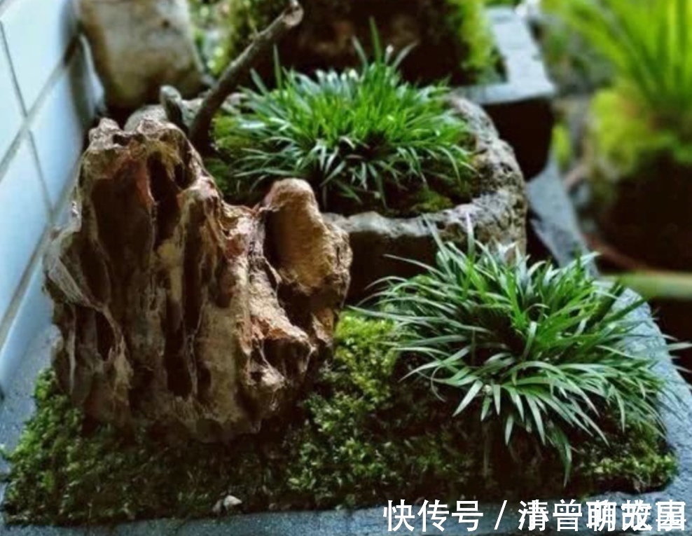 盆栽|5种不起眼的“小草”，挖回来做成盆景，越看越漂亮