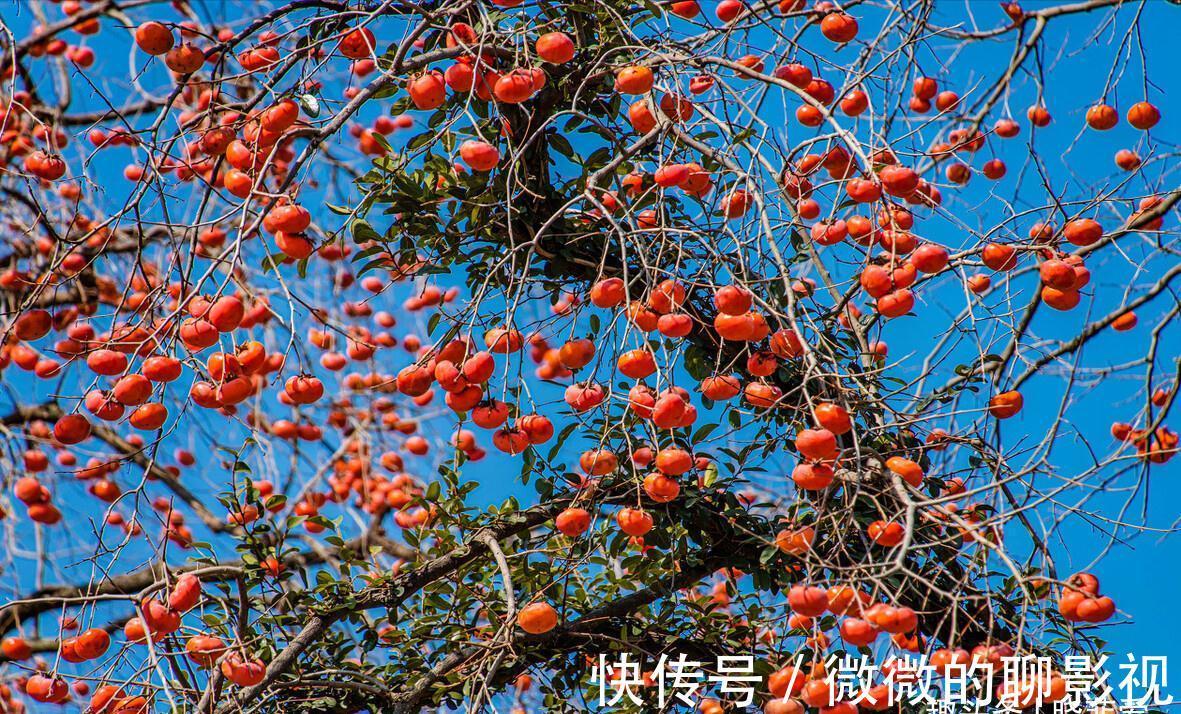 7种“旺宅树”,家有空地建议种一棵,能吃好看,旺财添福寓意好