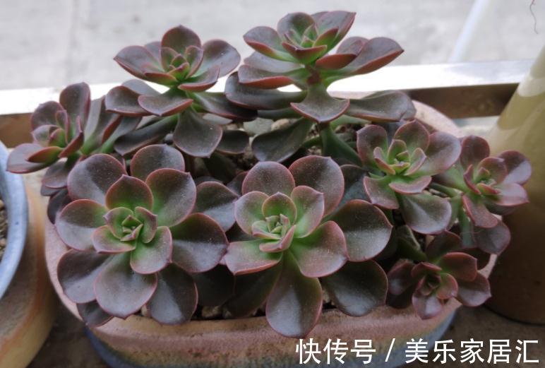 冬季养多肉,“优化”这4个细节,盆栽才不会出问题