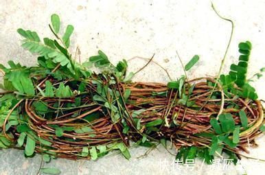 食物|对身体最好的3种食物，补充营养、增强体质，好处多多