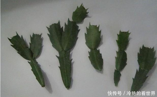 原来蟹爪兰要这样嫁接,难怪别人家的蟹爪兰开花那么多