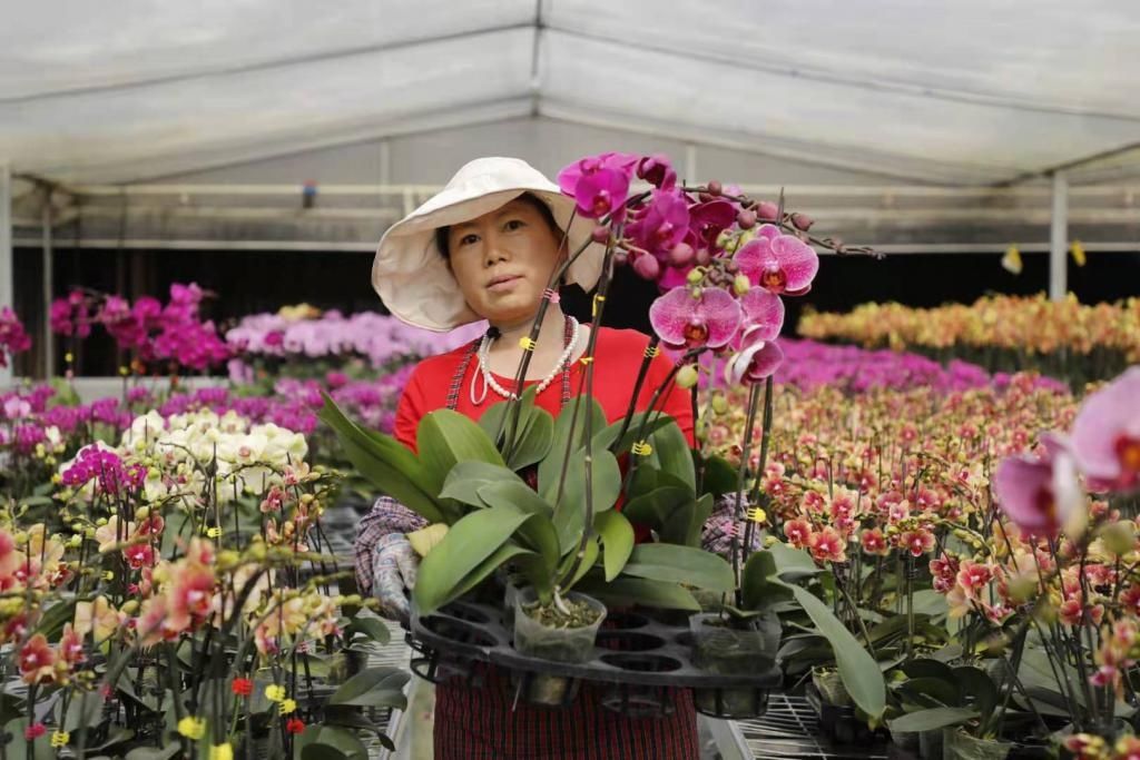  看直播，逛花场，买年花，过大年