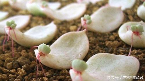 这些多肉叶插不活不怪技术，即使生根也难长新叶，别白费力了！