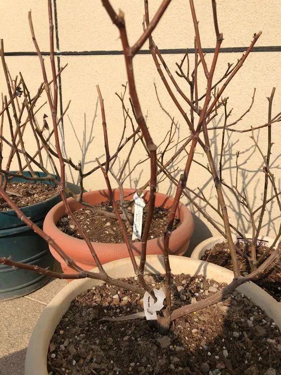 长寿月季花后赶紧剪一刀,剪完就开花,一直剪一直开!