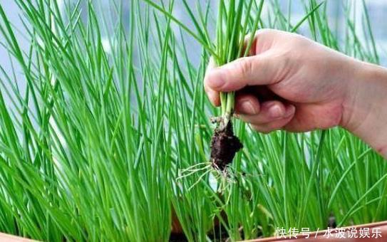 春天养花,不如在冬天种菜,撒一把菜籽,不到1个月就能收割