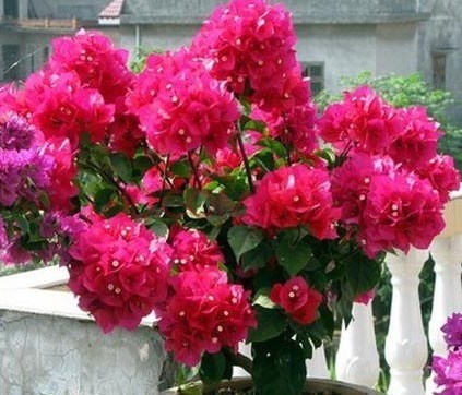 家里养上“3种花”,从年头“香”到年尾,阳台变花海,太美了