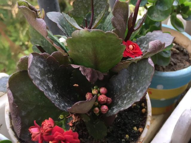 休眠期开花,剪掉才能活,需要一些养护技巧,才能保证安全度夏