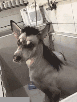 |GIF搞笑趣图: 这种乒乓球技巧叫什么?