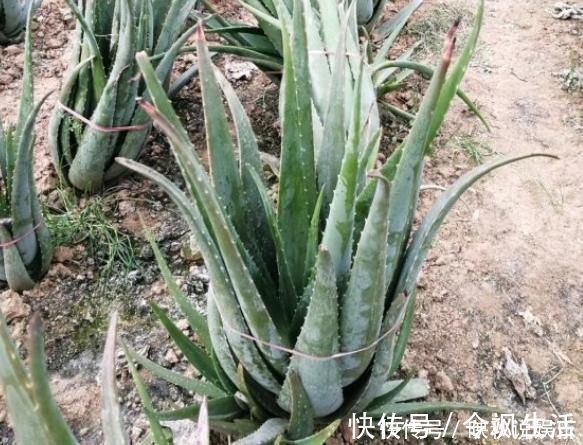 马齿苋树长得慢，涂点“自制生长液”，叶子如玉，还能养成老桩