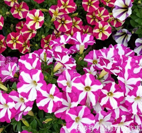 玛格丽特|8种漂亮花,夏天“少浇水”,浇一盆烂一盆,后悔也晚了