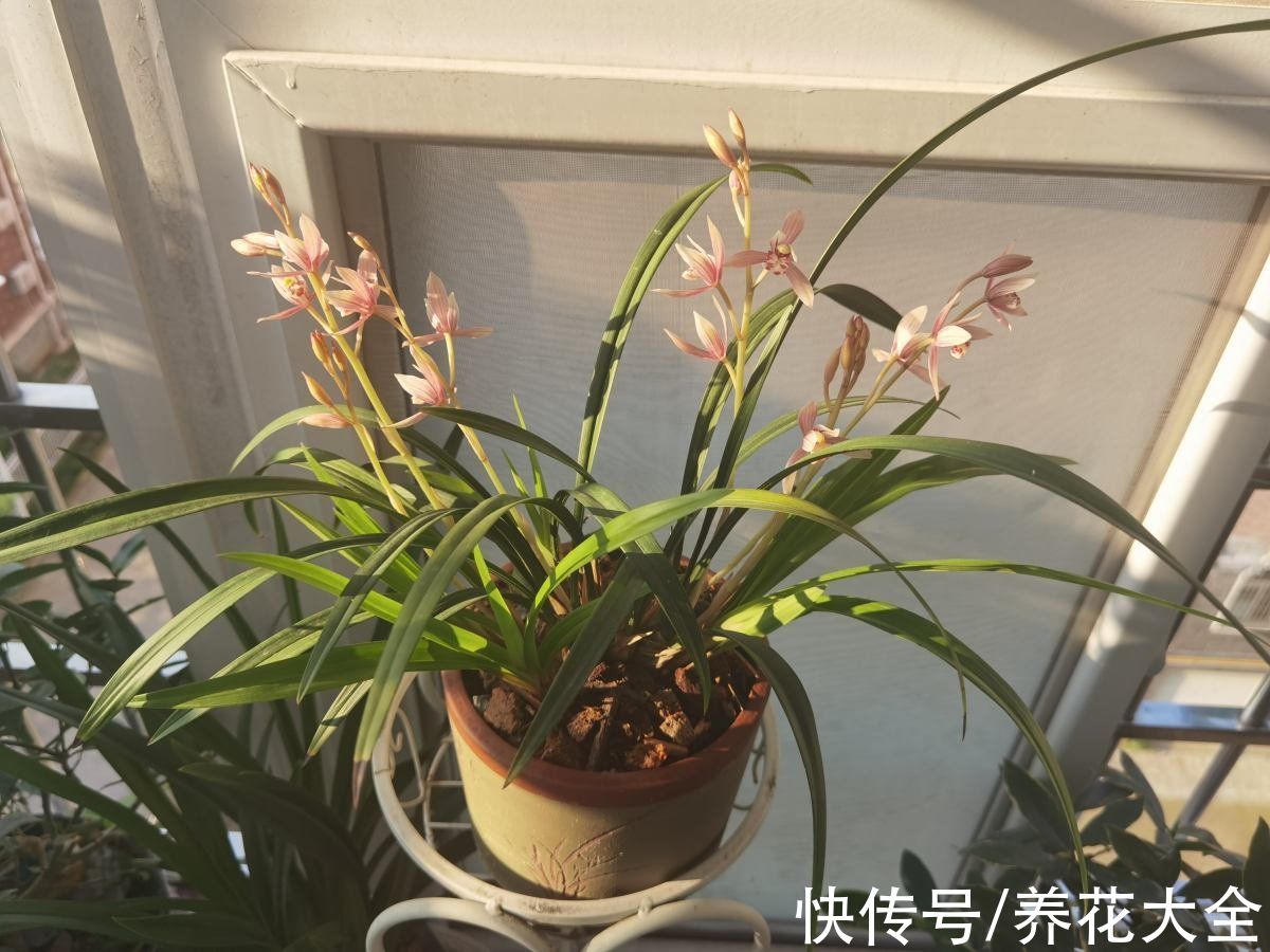 施肥|养兰花，4个误区不能进，千万别被忽悠