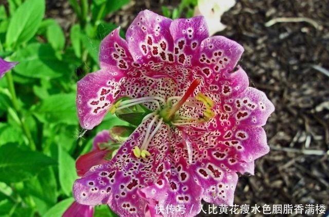 花色|喜欢养护花卉，就选择花期长，花色艳，美丽漂亮能爆盆的5种花卉