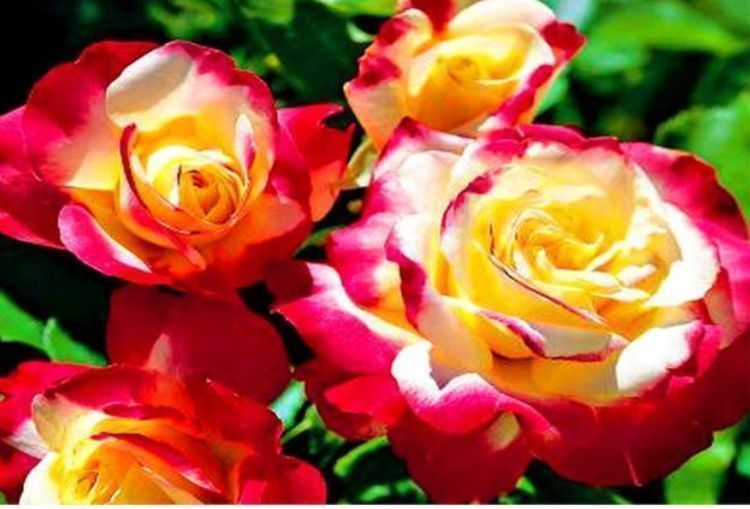 阳台养这款花,丢土里就能活,花开繁盛,花苞如绣球,香飘满屋