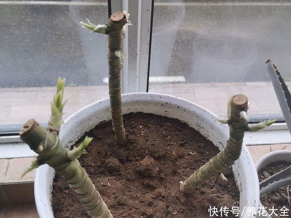 7种花，现在要砍头，冲天炮变成爆炸头