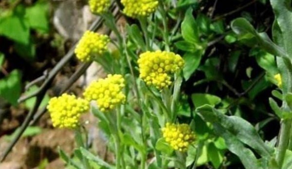 野生蔬菜|以下四种天然的“止咳药”,漫山遍野都是,农村的人很爱吃