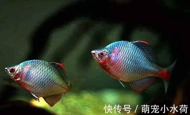 新品种|原生观赏鱼头号领军人物,以前被人瞧不起,如今新品种不断被挖掘