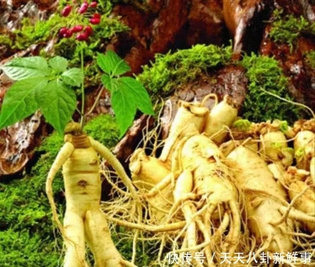 人参|朱元璋严禁买卖人参,明朝灭亡后,崇祯才领会其中玄机