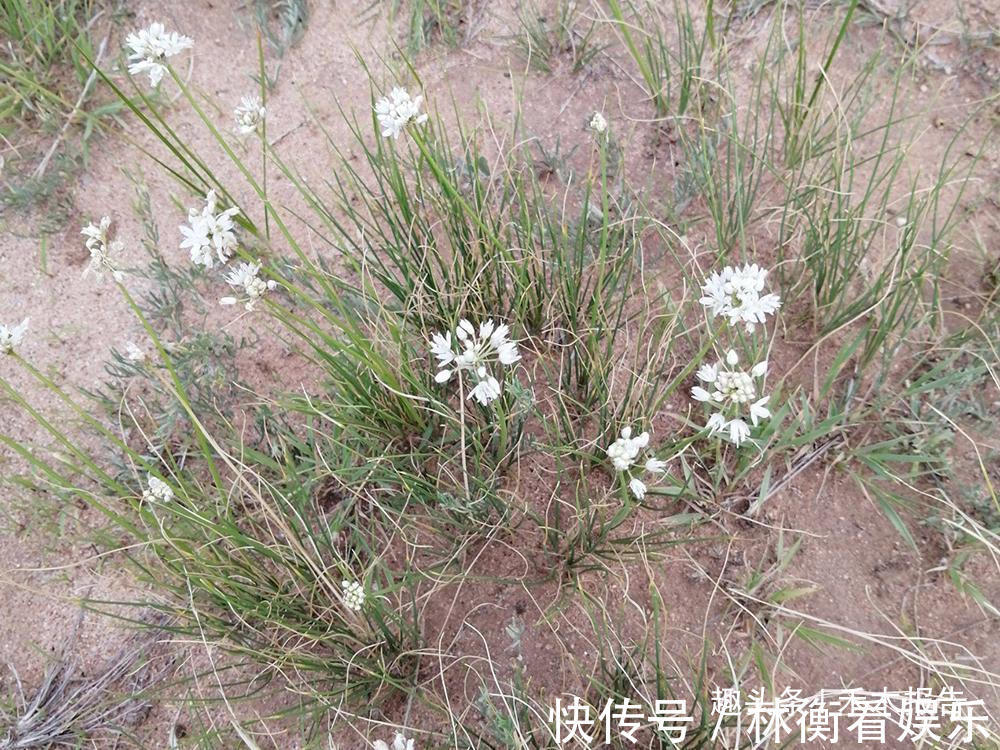 细叶韭|它被视为野菜中的“奢侈品”,吃花不吃叶,晒干160元一斤