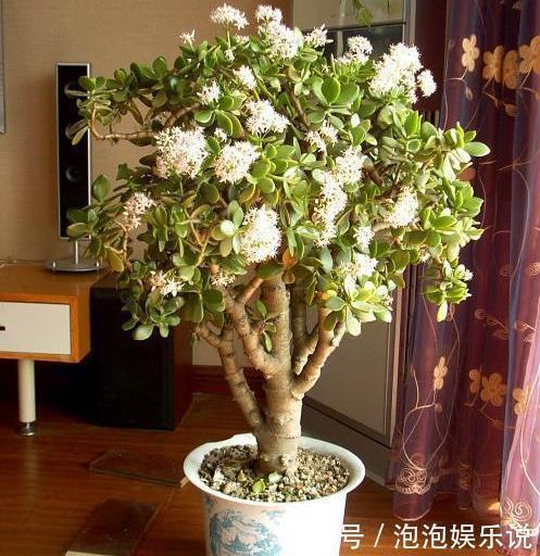 5种好养的长寿之花,轻松就能养活,几十年都不死,早看早知道