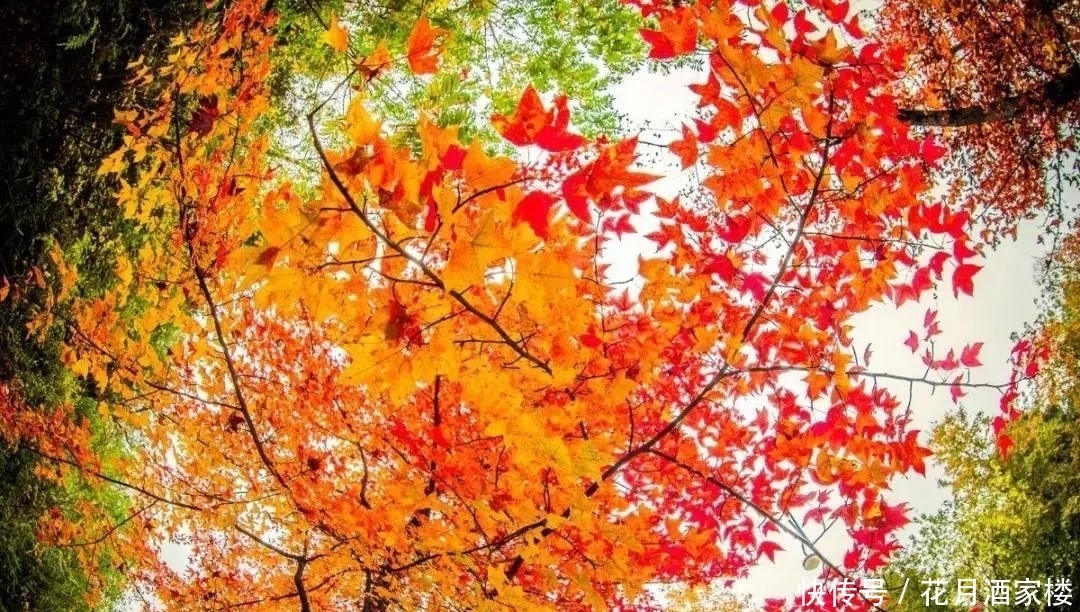 苏州太湖西山岛|苏州人的宝岛秘境,美成仙境,却被时光遗忘!