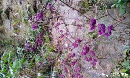 它在如今难遇的很,价值不是一般高,碰见请重视,不要随意破坏