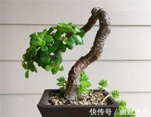 观赏性|养金枝玉叶，年年都要剪，养成盆景价更高，越老越值钱