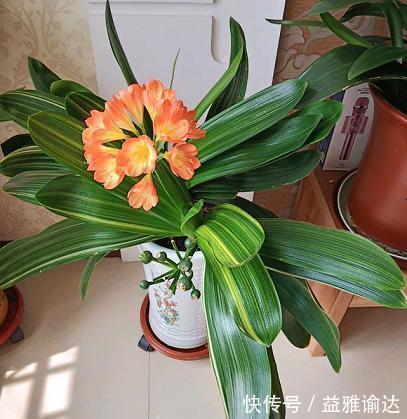 君子兰用点鸡蛋壳,能养根,能促花,但是要用对方法