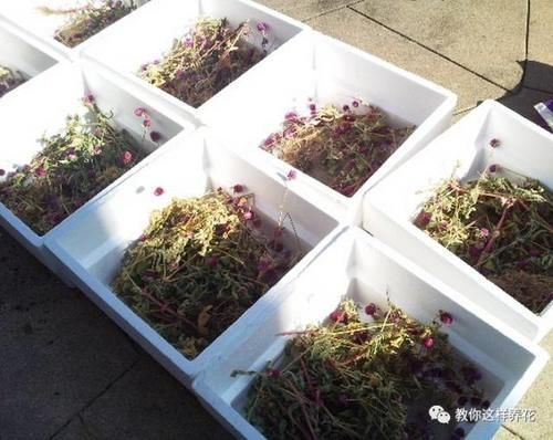 腐叶土|自制4种营养土，再也不板结烂根，大白根能挤破盆！