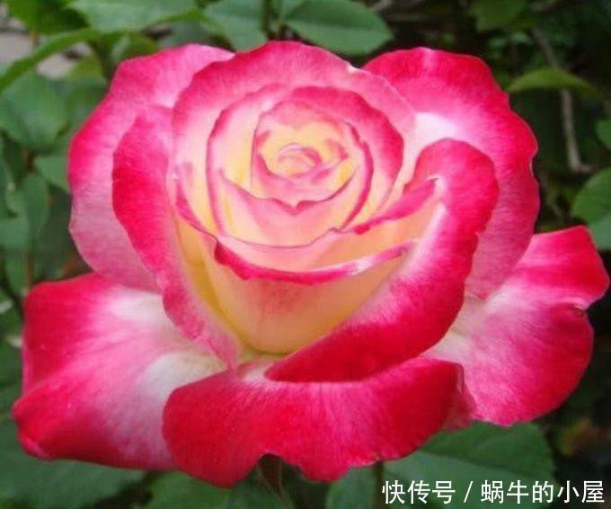 红双喜红双喜|超好养的几款花卉,便宜又好养,全年开花不断,开花还特多