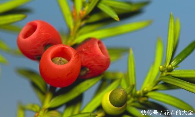 白兰花|不适合室内养的5种花草,入手要谨慎,没有露养条件白花钱