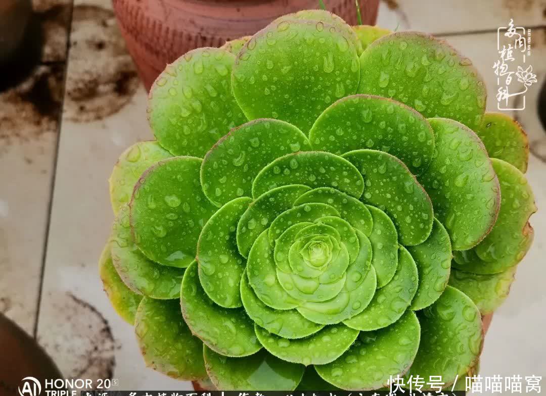 多肉|你是爱,是暖,是希望,你是人间四月天!