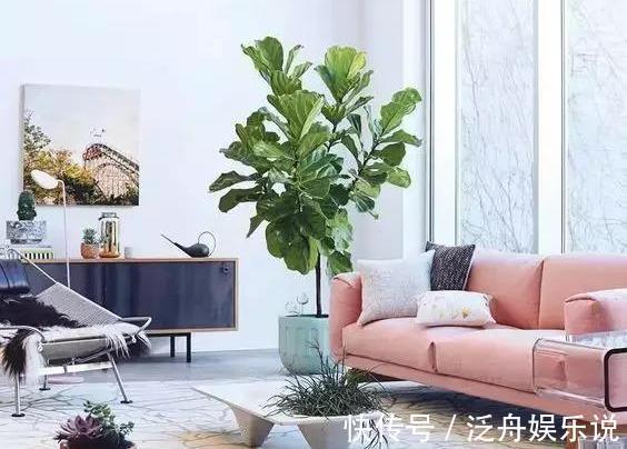 路边遇到4种花,别放过,掰个枝子长一盆!观叶赏花又好吃