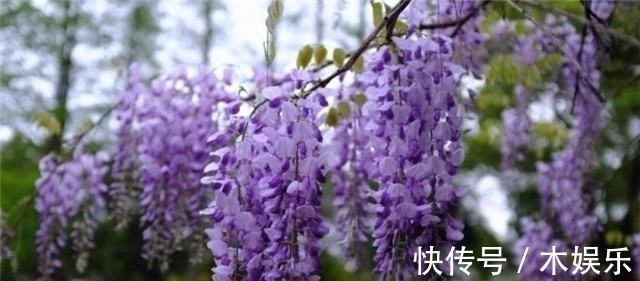 紫藤树#紫藤花下渐黄昏,白居易不喜欢紫藤花,却留下了经典的紫藤花诗