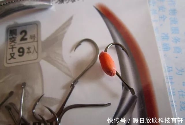 药酒|民间流传的独特钓法:一颗麦子钓一条大鱼