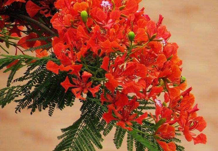 此种“有诗意”的花,既美丽,又好养,懂花的人快回家养一盆