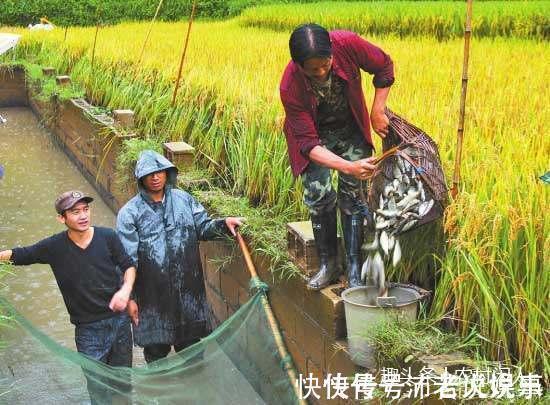 农村|农村河里这4种鱼，全吃过的估计都是80后，00后基本上没见过