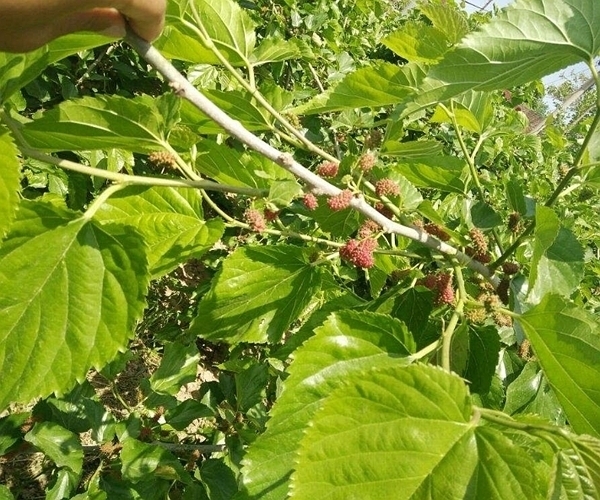 好处|桑叶泡水喝好处多多,但有一大禁忌很重要,老人和孩子要当心!