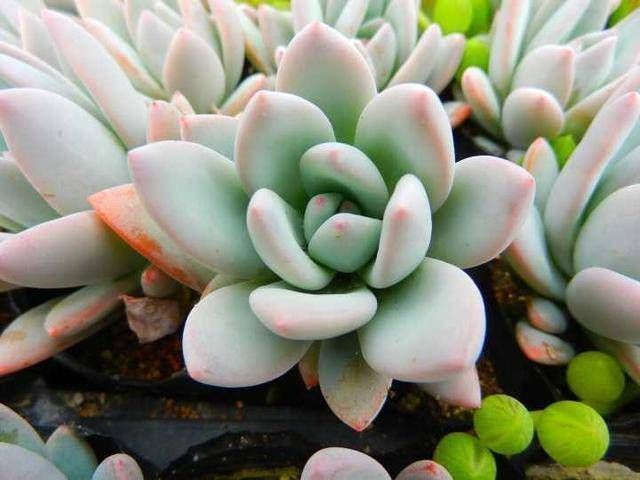 浇水|养多肉只知道“少浇水多晒太阳”早不行了,还得这样做