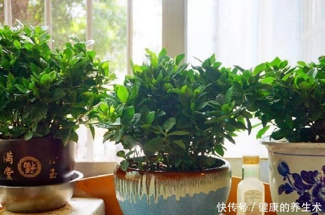 不敢用淘米水了,浇完花就死,土里都是虫!不敢用淘米水了,浇完花就死,土里都是虫!