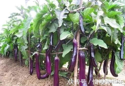 种植茄子的行距和株距