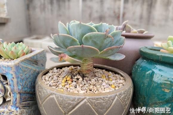 浇水|养多肉，从不换盆，根都从盆里长出来了，这样的多肉耐更折腾
