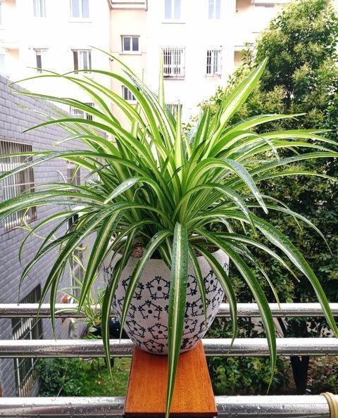 养吊兰注意这几点,新手轻松就养好,肉质根大绿叶真耐看