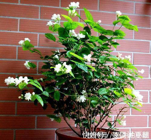 观赏价值|人养花,花也养人,摆上三种花,寓意好颜值好,对身心健康有好处