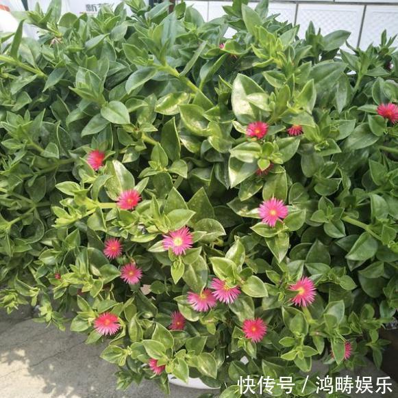 浇水|养盆牡丹吊兰,枝粗叶肥开花多,好看又好吃,越吃越上瘾