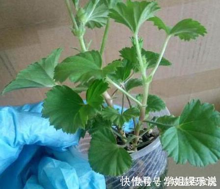 阳台上|这花花期长又漂亮,一个扦插小窍门,十天生根,轻松爆盆开成花球