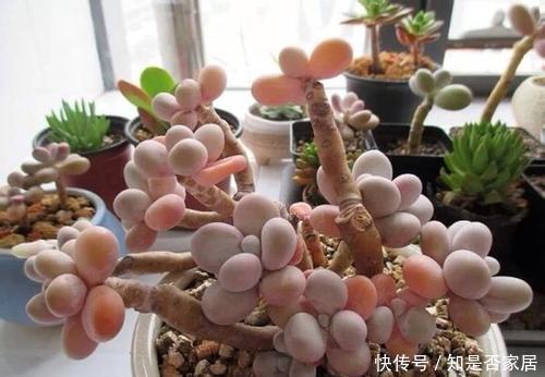 秋天|秋天养花换盆,少做1件事,就等于白换了,浇水施肥也白搭