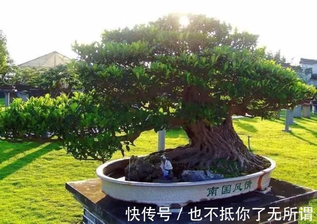 龟甲牡丹|世界上最名贵的花,一盆就是一座房子!