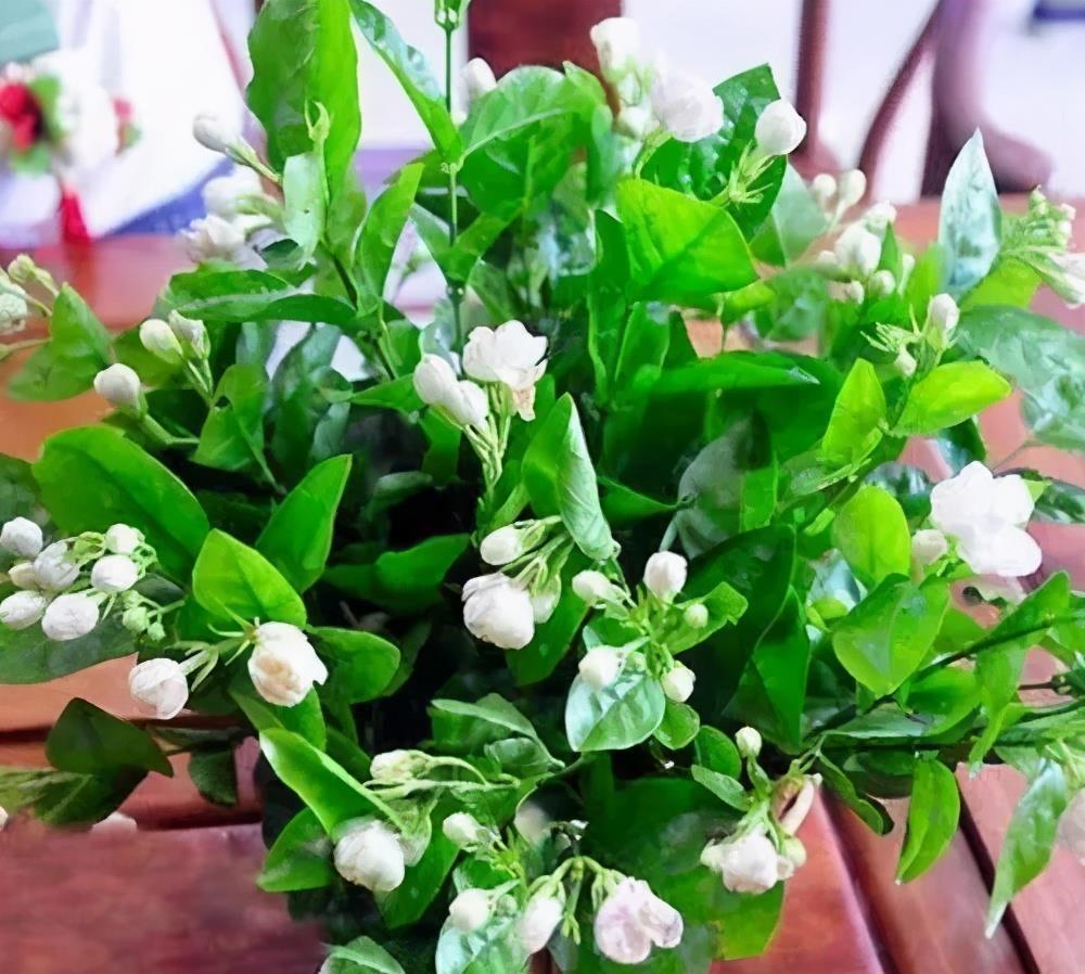 长势差|夏天养5种花，大水大肥要“富养”，否则长势差开花少